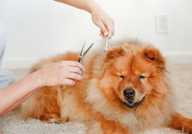 pet-grooming-02